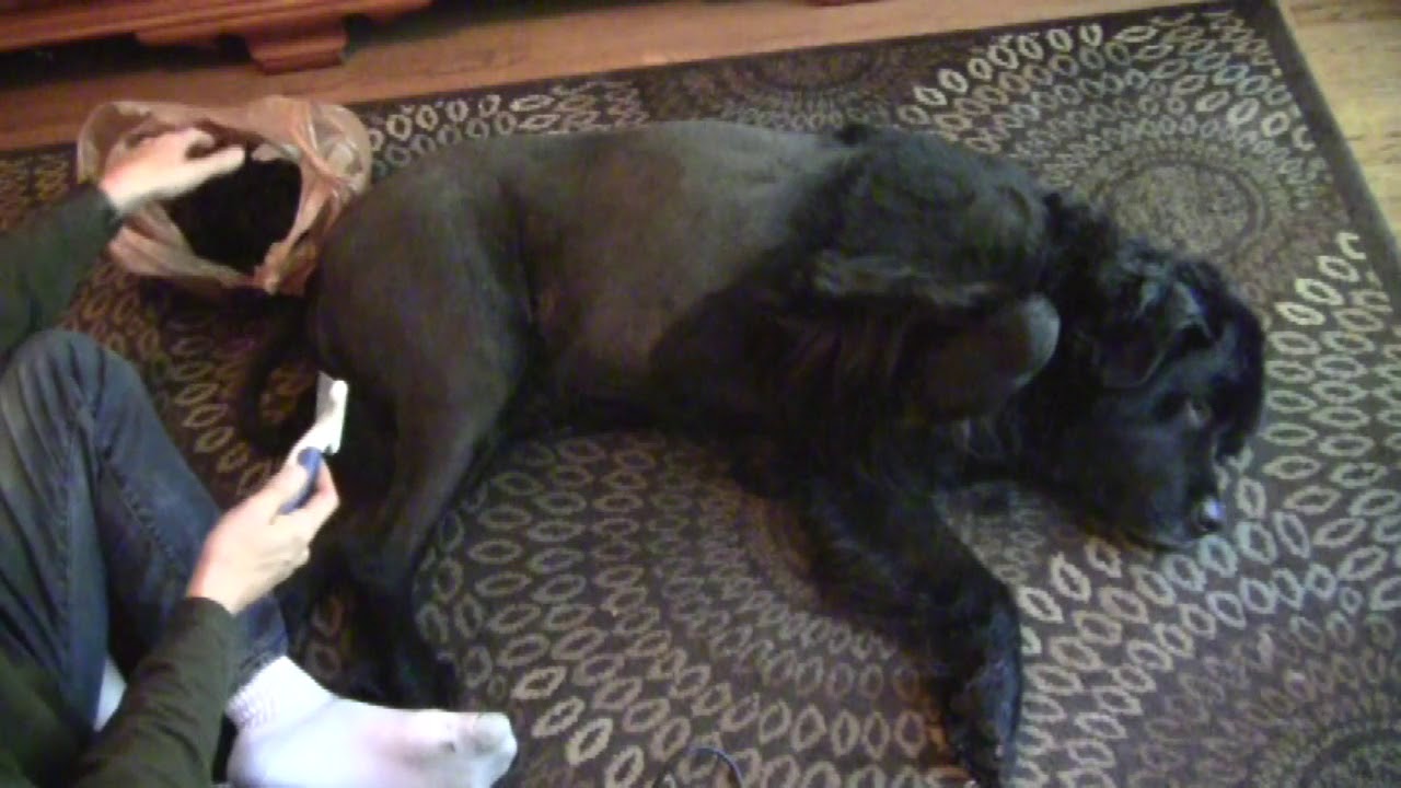 How To Shave Your Newfoundland Dog - Youtube