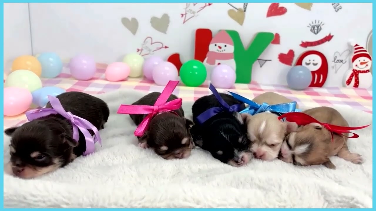 Coo&RIKU No.00748820 チワワ（ロングコート） - YouTube