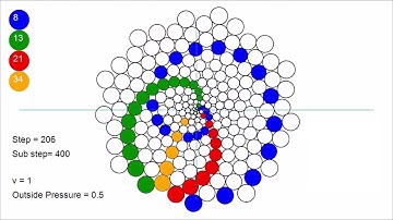 This is how phyllotaxis is born.