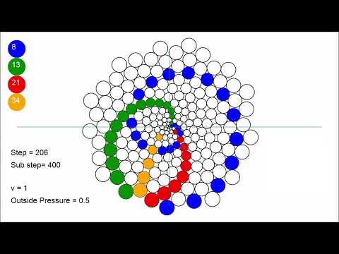 This is how phyllotaxis is born.