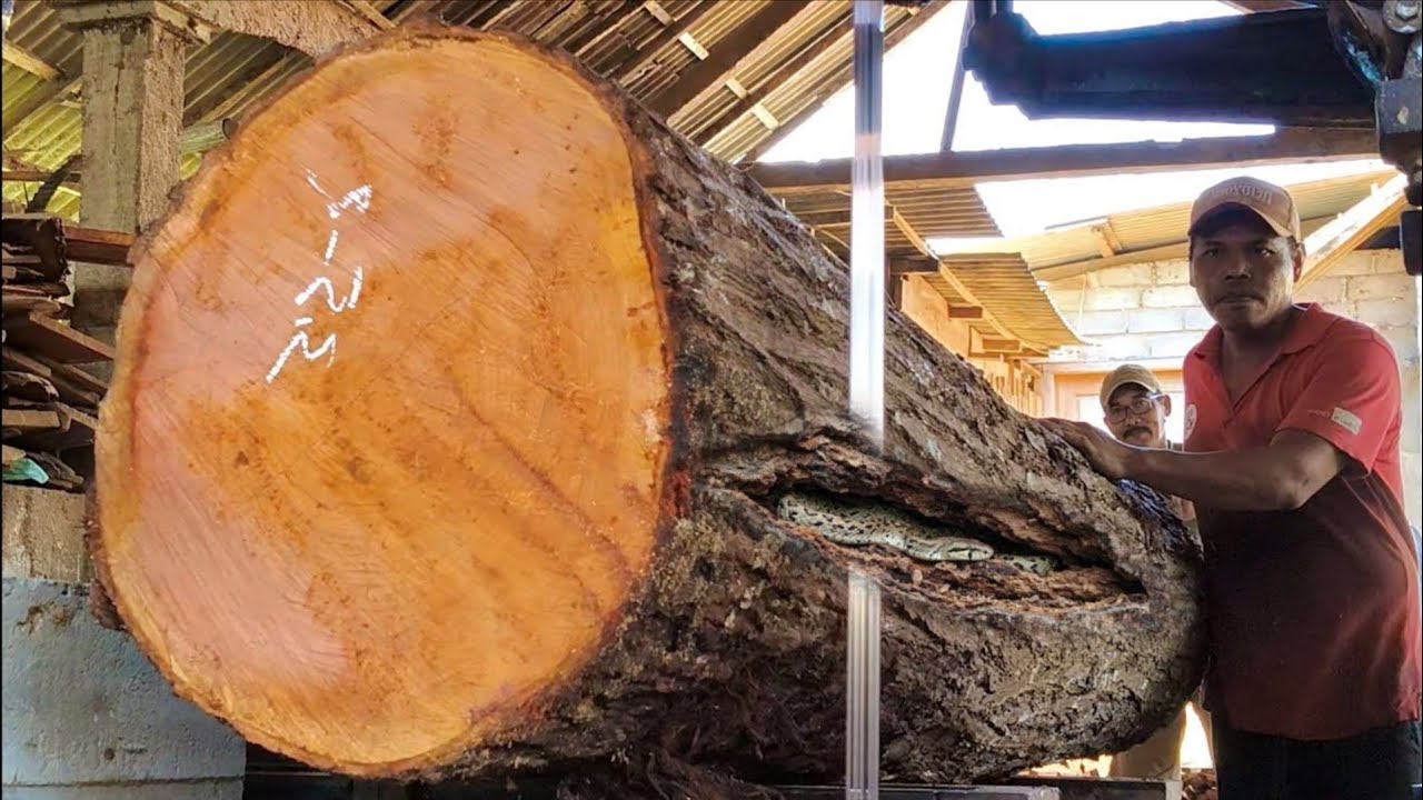 The terrifying process at the sawmill!! Sawing large logs - YouTube