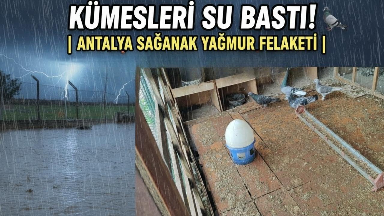 GÜVERCİNLER SULU PİSLİĞİN  İÇİNDE KALDI GELDE ANTALYADA KUŞ UÇUR YAVRU UÇUMUNDA BÜYÜK HATA.!!