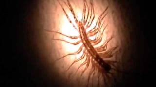 centipede hell huge