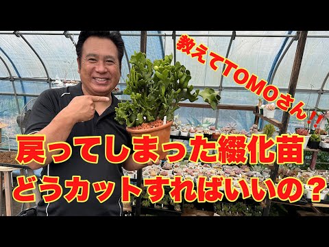 ◇お値下げ‼️35【現品　カット】ベリー綴化　多肉　可愛い♡写真後ろ3枚が現状 綴化苗】戻ってしまった綴化苗どうカットすればいいの？ - YouTube