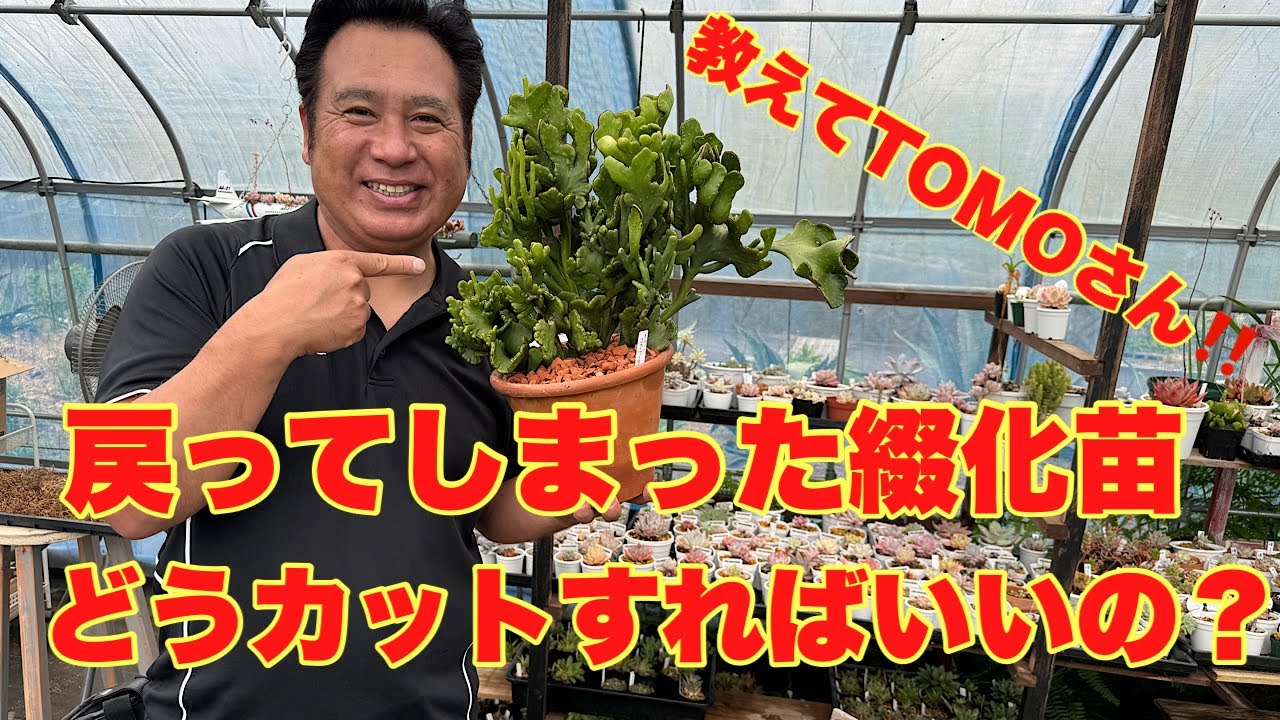 綴化苗】戻ってしまった綴化苗どうカットすればいいの？ - YouTube
