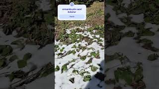 #doğa #kamp #kar #yol #orman #piknik