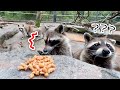 初めて納豆を触ったアライグマが感触に衝撃を受けた瞬間