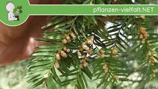 Europäische Eibe - Weibl. Männl. Blüten - 05.04.18 Taxus Baccata - Baum-Strauch-Bestimmung