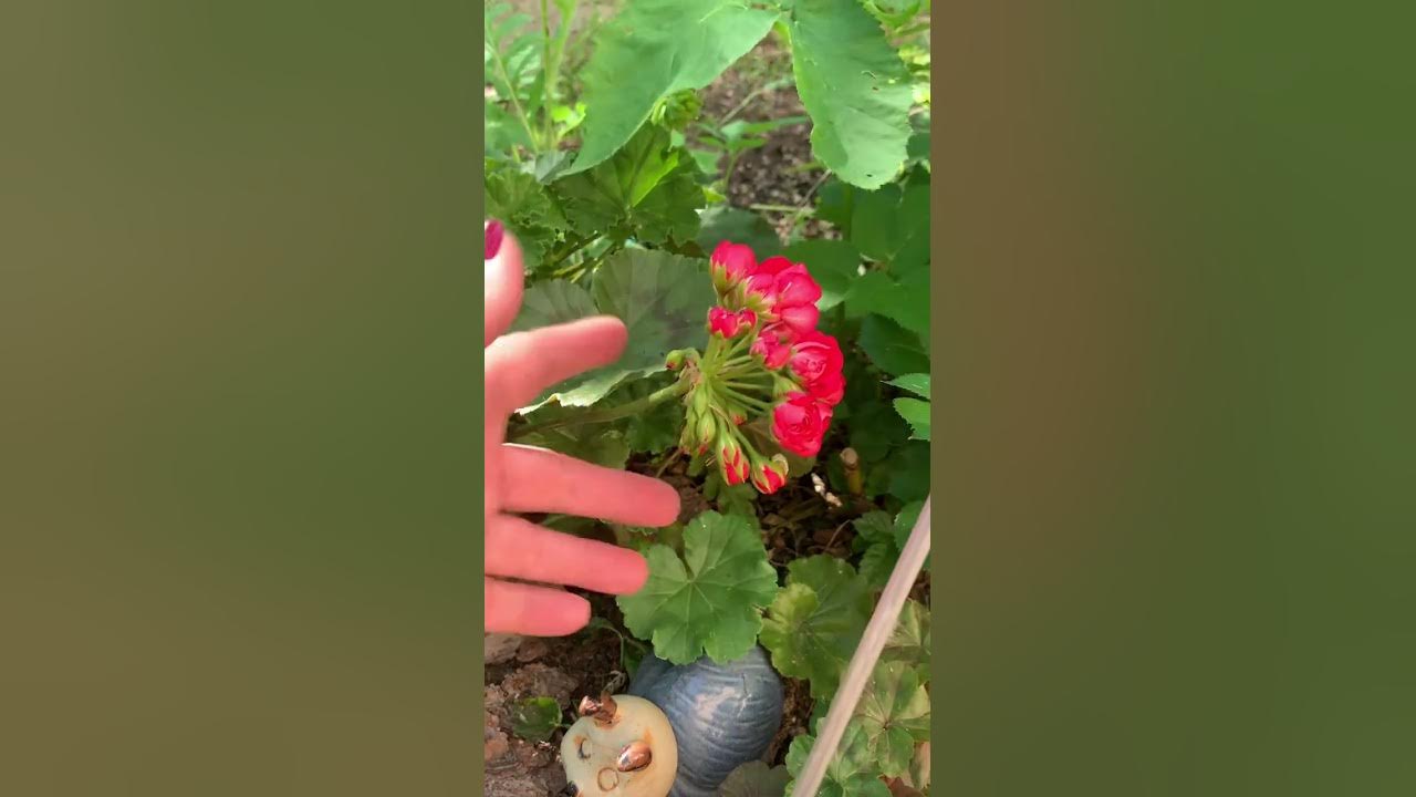 Пеларгония 🌟Ю- Анна Каренина 🌺в открытом грунте - YouTube