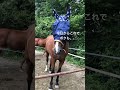 これで放牧もこわくない。#フライマスク #さっちゃん #放牧中 #horse