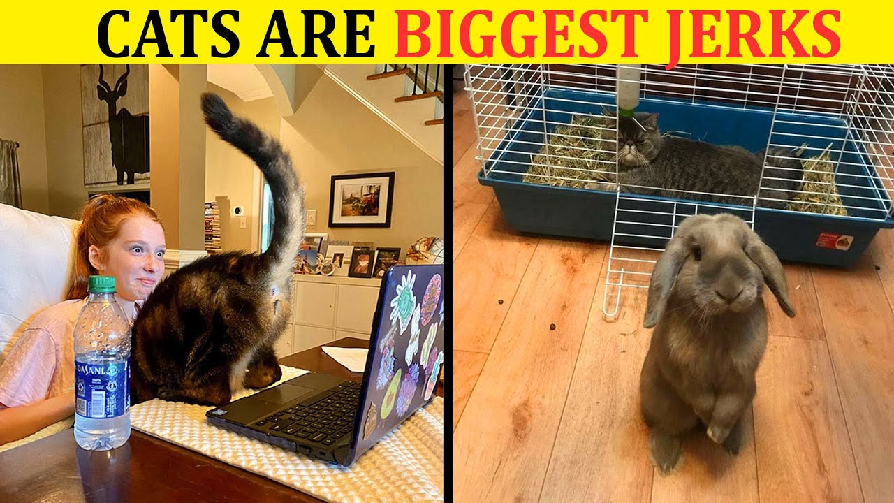 Hilarious Photos That Prove Cats Are The Biggest Jerks Funny Cats