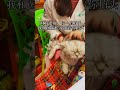 小朋友,让我们一起幸福下去#阿咪 #cat #喵哥是萌新 #pets #喵哥是萌新 #cute #貓咪