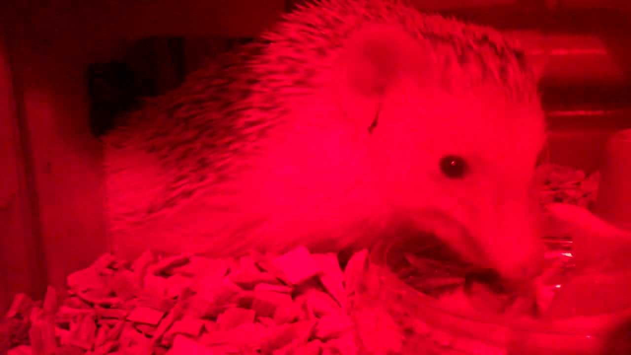 Hedgehog eating mealworms YouTube