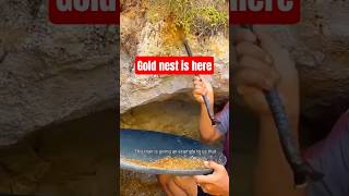 A lot of gold ore here #goldmining #gold #goldhunters