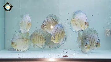 CÁ DĨA XANH COBALT - COBALT GREEN - SIZE 10/11