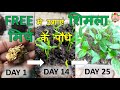 बिल्कुल मुफ़्त मे उगाएं शिमला मिर्च | Shimla mirch Ko beej se ugane ka tarika | How to Grow Capsicum