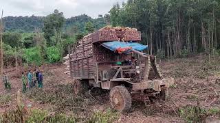 Following Mr. Hai Lua's car,the young driver happily and humorously drove the tree transport vehicle