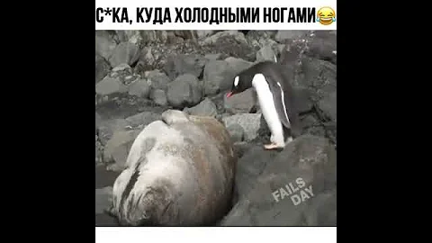 Пингвин прыгнул холодными ногами на морского котика