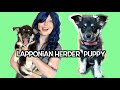 Lapponian Herder Puppy | First day we got Elsa! の動画、YouTube動画。