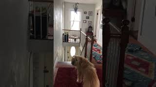 Mary The Chirpy Wiggle