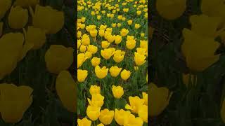 Tulip 🌷 Fields in the Netherlands 🇳🇱 #shorts