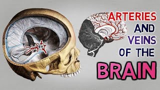 Vascular neuroanatomy - everything you need to know in one video