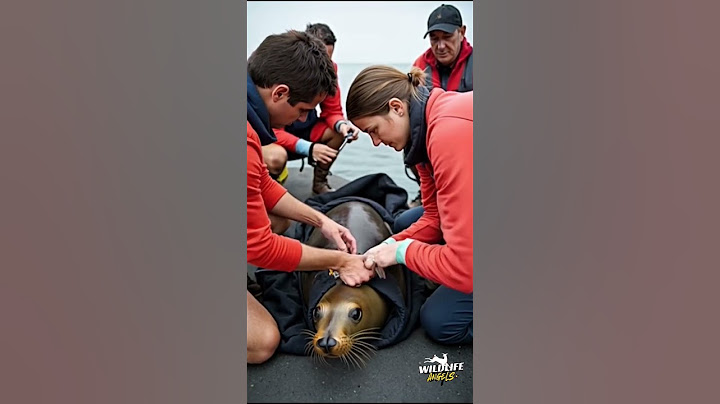 Heroic Sea Lion Rescue: Dramatic Coastguard Mission Goes Viral!#AnimalRescue #SealineRescue #animals