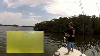 How to fish Artificials with the Jerk, Jerk Drop Cadence