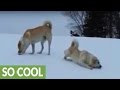 Livestock guard dogs go from play to work in seconds Livestock guard dogs go from play to work in seconds