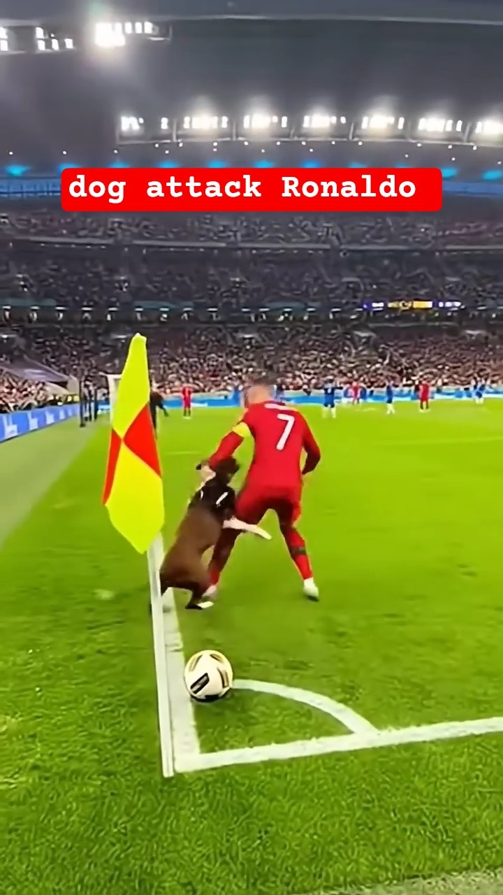 ⚽বড় জয়ে কোয়ার্টারে পর্তুগাল🏆 - ShareChat
