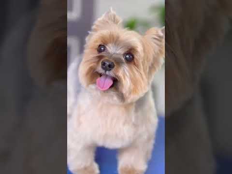 Vídeo: Como manter um cão de latir enquanto caminhava