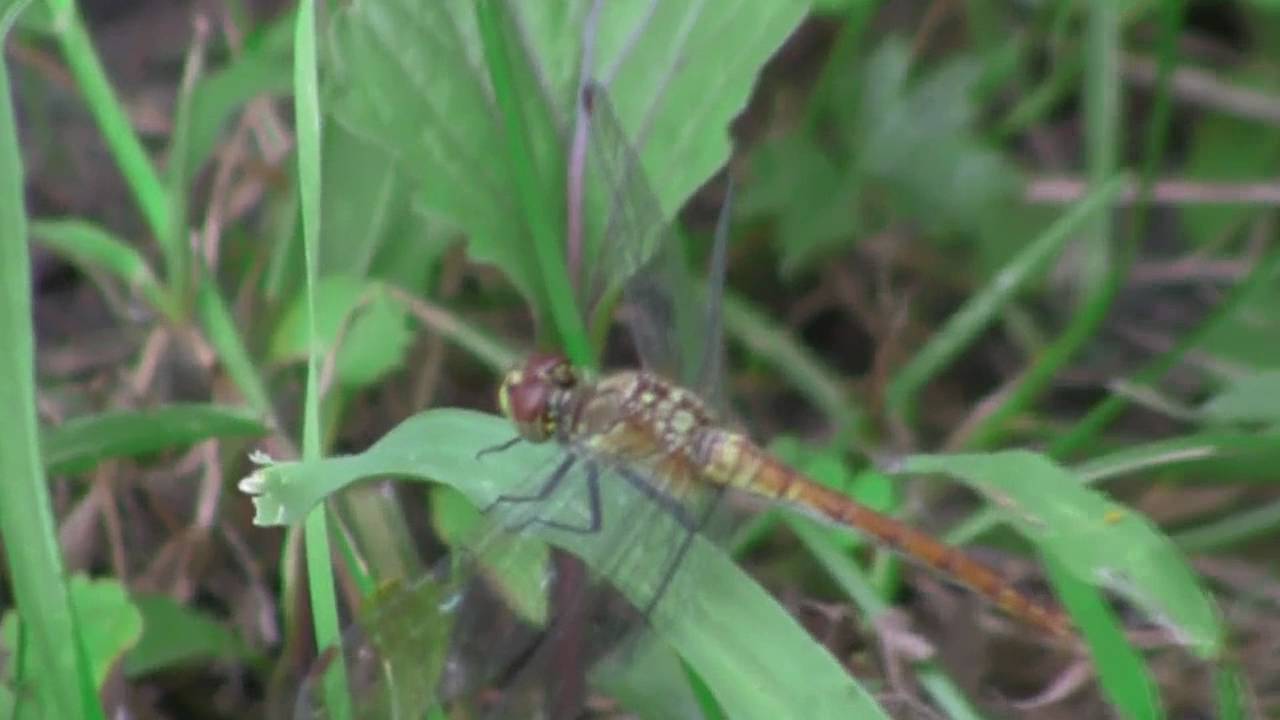 Canon LEGRIA HF S21 test zoom