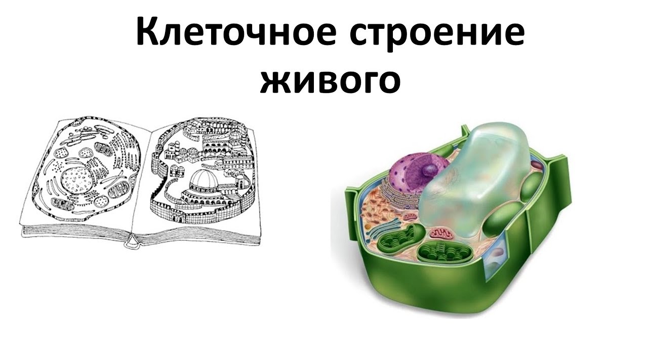 1. Клеточное строение (6 класс) - биология, подготовка к ЕГЭ и ОГЭ 2018