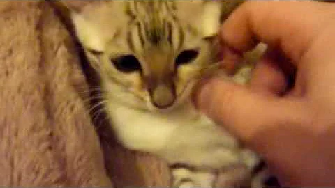 Watch the video about BENGAL kitten