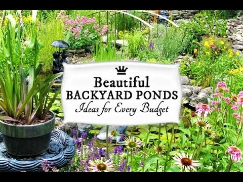 petco hours Top 100 fish pond backyard decoration ideas and design