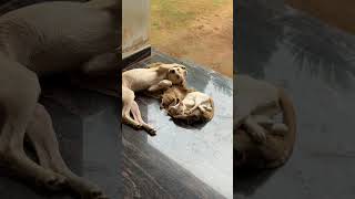Tom and jerry അല്ല…. Best friends!🐾💕 #Shorts #CatAndDog #CuteAnimals #PetLovers #ViralShorts