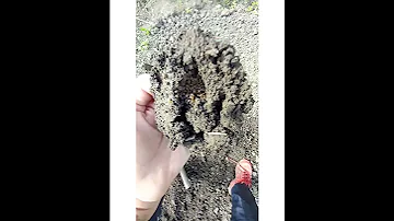 Я НАШЛА ГНЕЗДО МЕДВЕДКИ‼️‼️‼️🤔🤔🤔