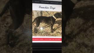 New Web Site Apbts At Its Finest