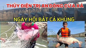 Thủy điện Trị An đóng cửa xả người dân bắt được rất nhiều cá to dưới lòng sông-ngày hội bắt cá