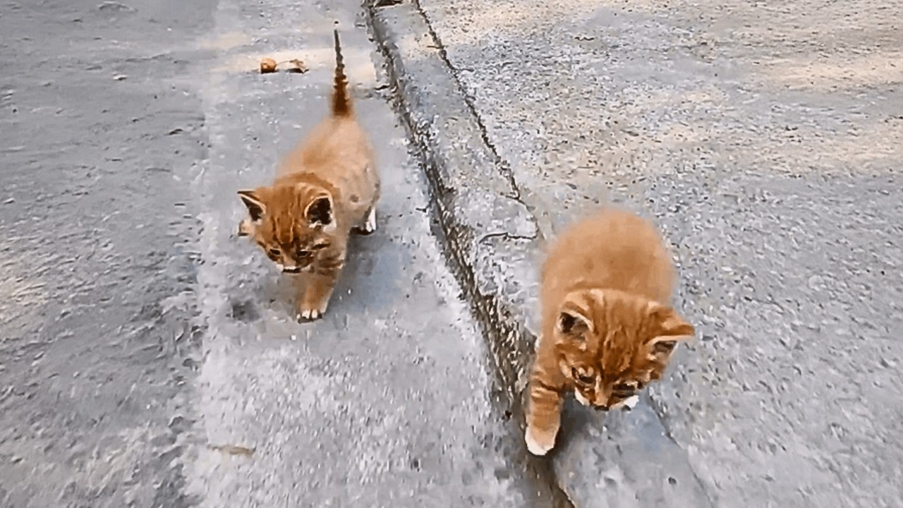 Два маленьких бездомных братца-котёнка шатались за мной, будто хотели пойти со мной домой.