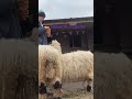 Watch Where You Put Your Foot Ewetalk Sheep Subscribe Mentalhealth Funnyanimalsvideo Youtube 