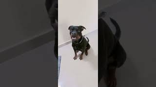 Crazy dog #viral #viralvideo #trendingshorts #edits #ai #youtubeshorts #og #dog
