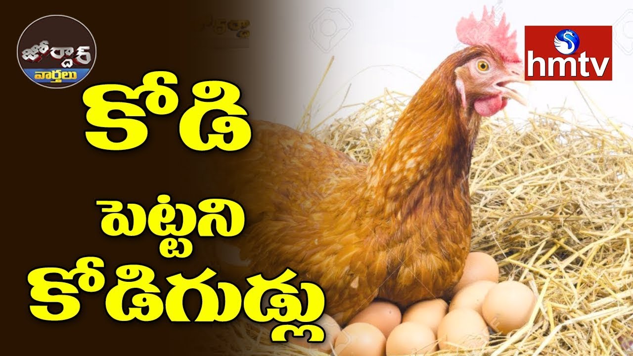 telugu news online live కోడి పెట్టని కోడిగుడ్లు || Jordar News | hmtv Telugu News