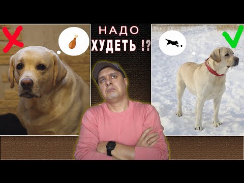 Видео: Запретить собаке уничтожать экранную дверь