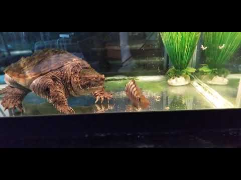 Feeding  Live fish to Florida snapping turtle