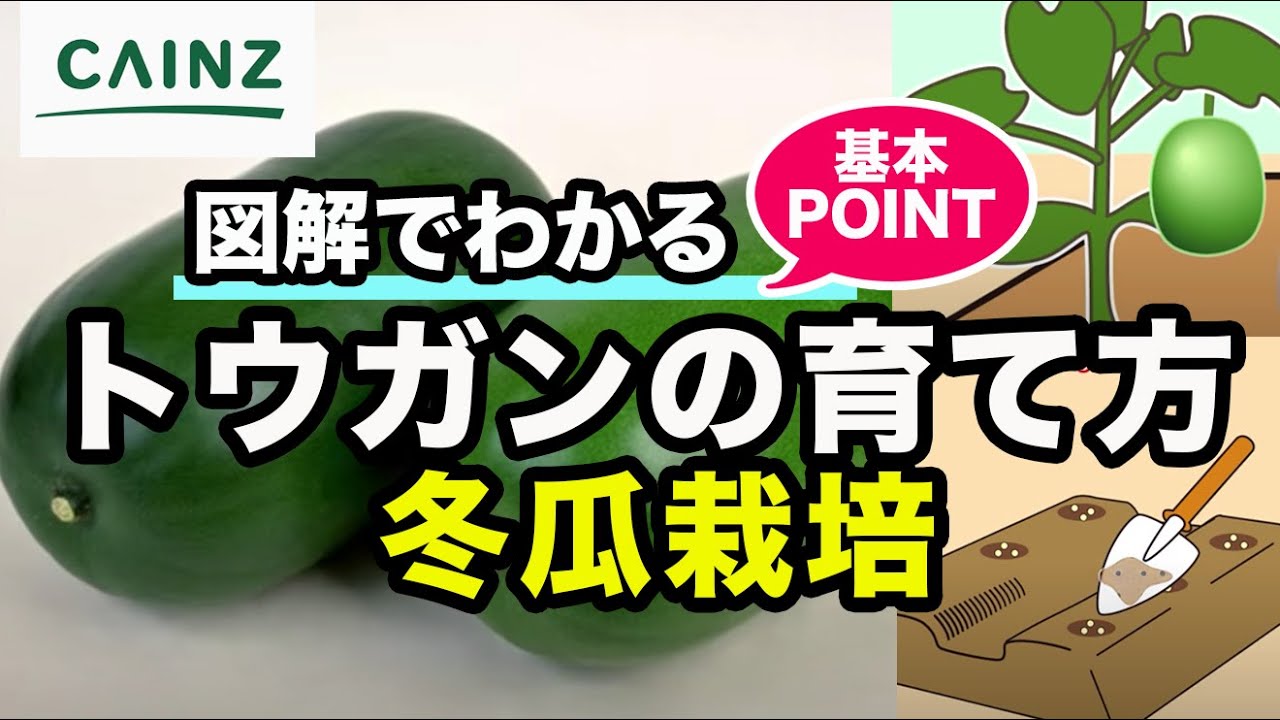 トウガンの育て方 冬瓜の栽培方法 カインズ野菜栽培 Youtube