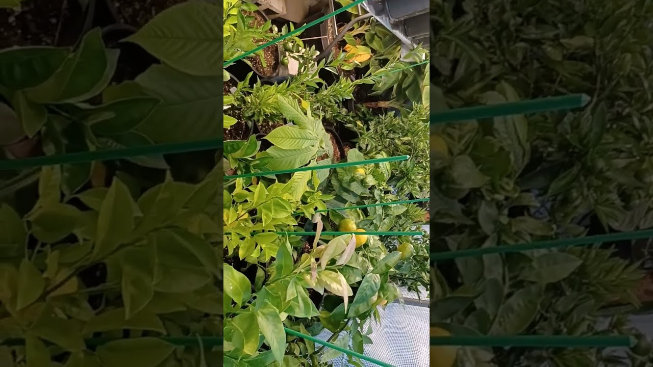 tropical  trees in 8b/9a Bannna /  satsuma owari/lychee/ mango/dragon fruit/gauva/ papaya all in NW