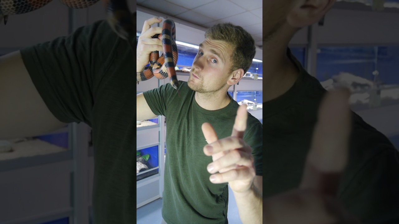 The magnificent MilkSnake has looks that can be deceiving! 