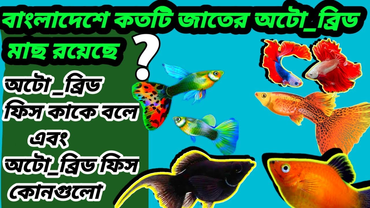 অটো ব্রিড মাছ কাকে বলে।What are Auto bid fish অটো ব্রিড মাছ চাষ - YouTube