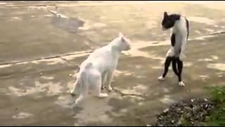 VID-20131016-WA0001.mp4